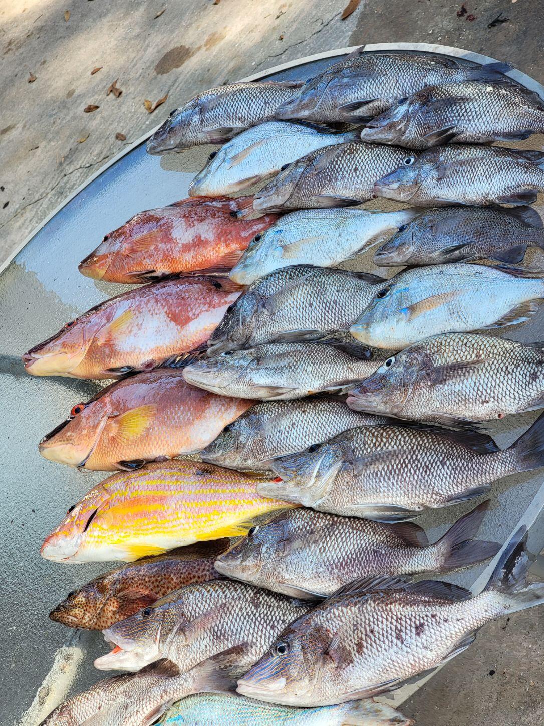 Hogfish, Scup / Porgy Fishing in Clearwater, Florida