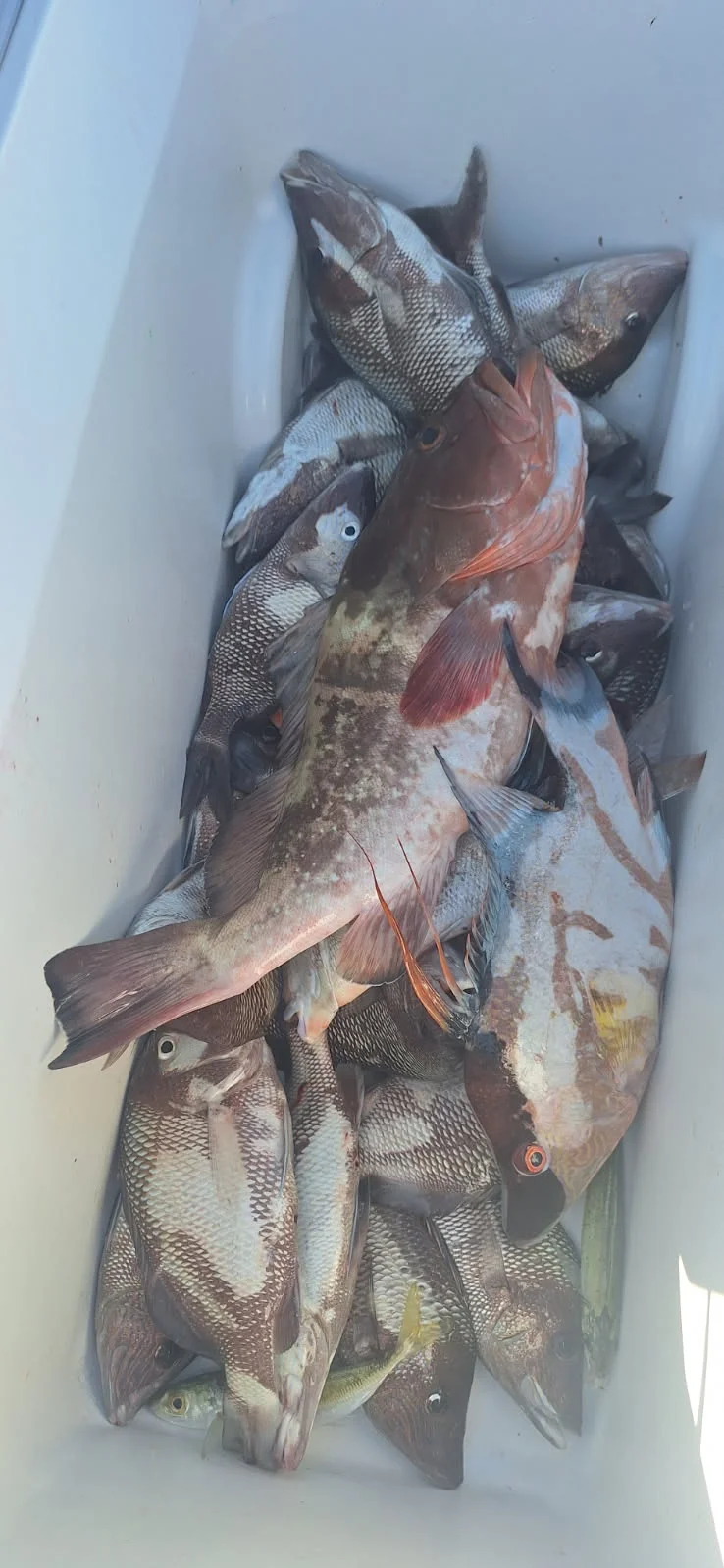 Fishing in Sarasota, Florida