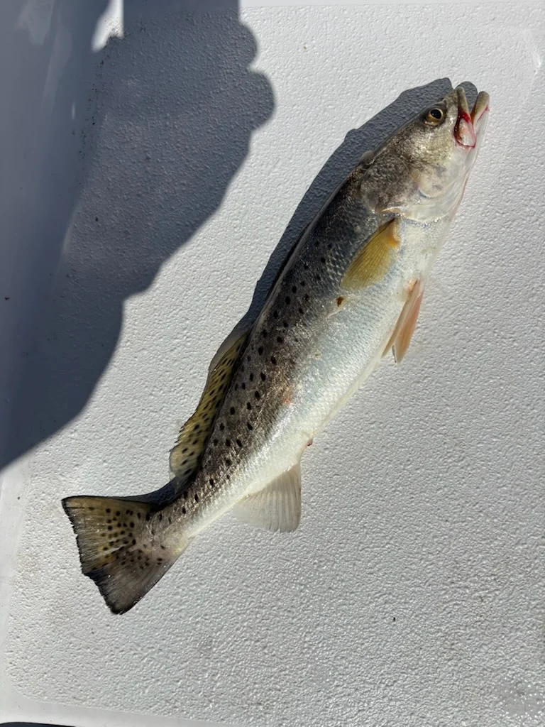 Fishing in New Orleans, Louisiana