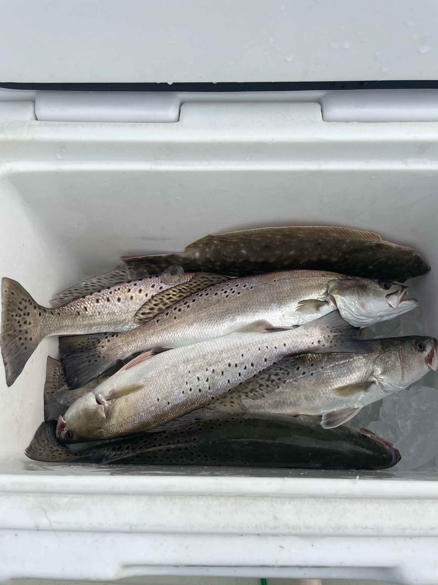 Fishing in Galveston, Texas