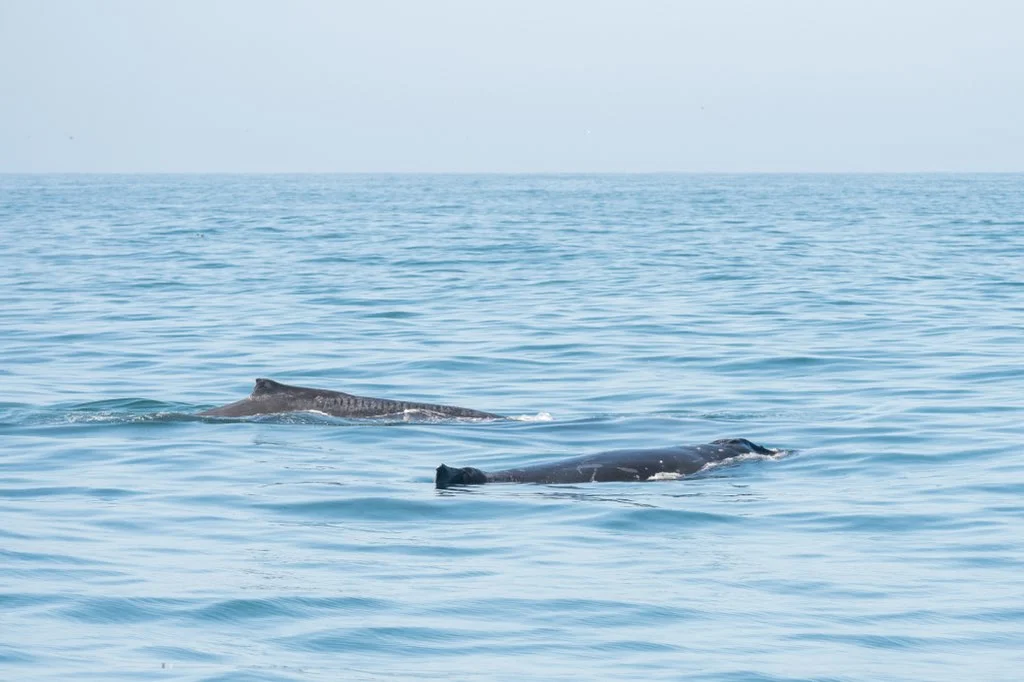 Fishing in San Francisco, California