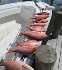 Triggerfish Fishing in Santa Rosa Beach, Florida