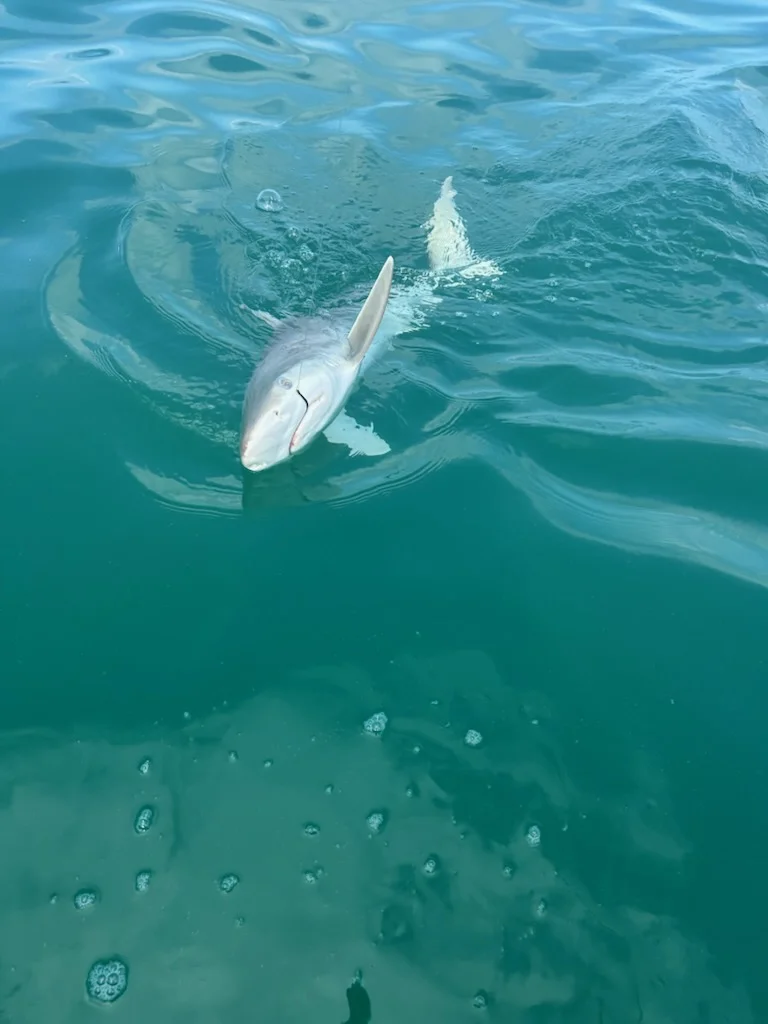 Fishing in St. Petersburg, Florida
