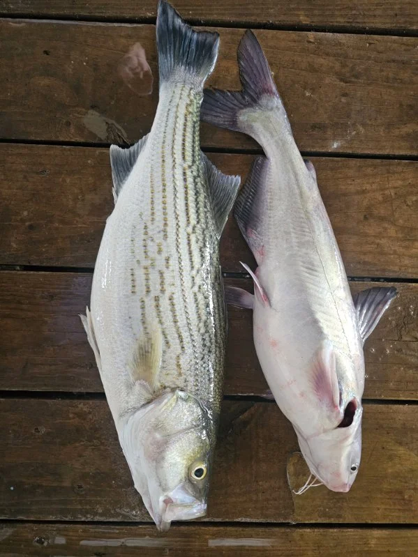 Fishing in Kingston, Oklahoma