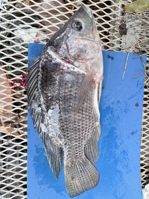 Fishing in Weston, Florida