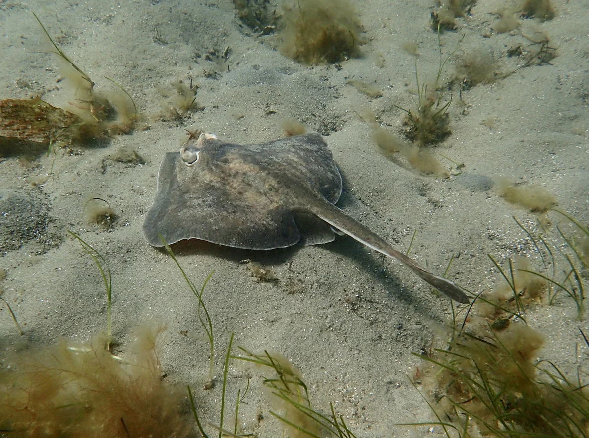 Skate Fishing