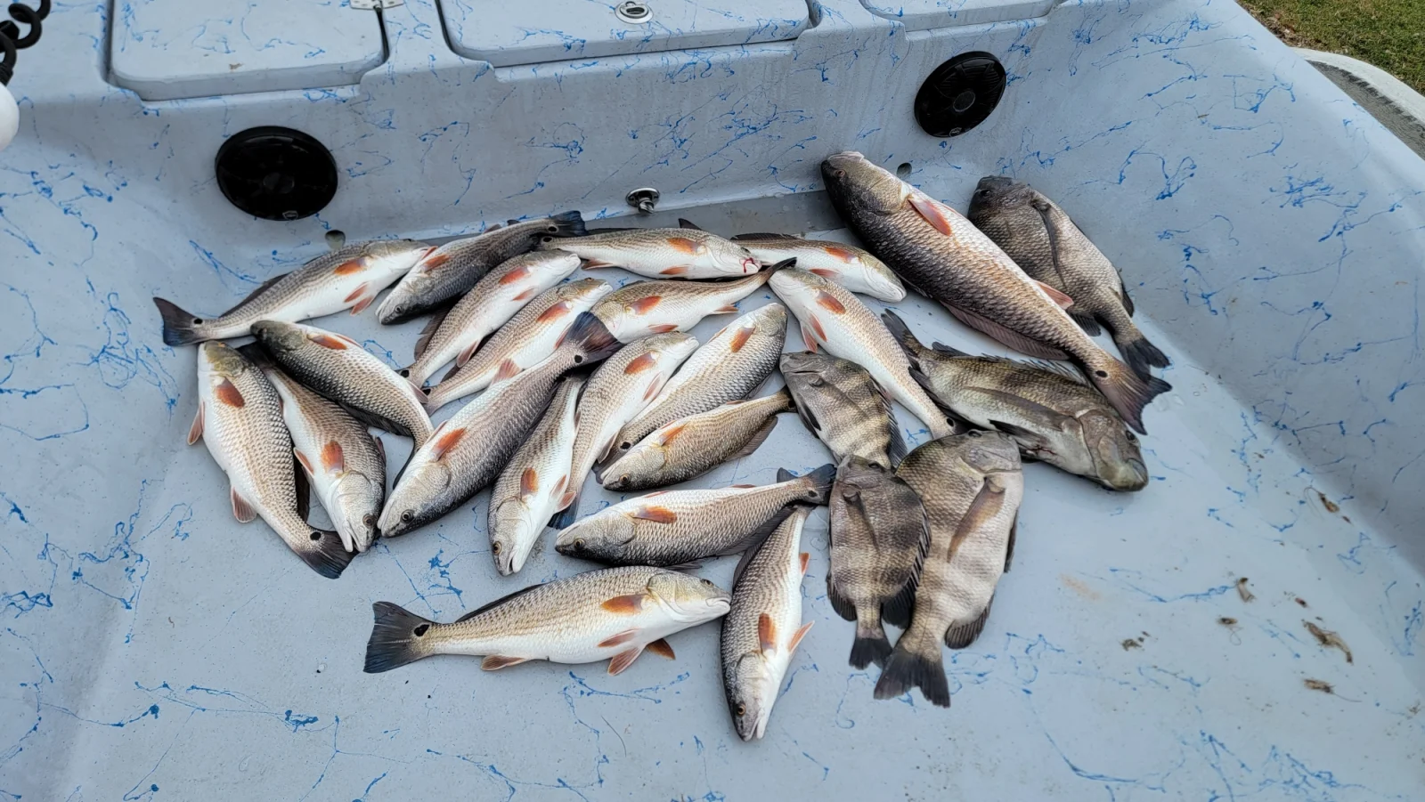 Black Drum, Redfish, Sheepshead Fishing in Golden Meadow, Louisiana