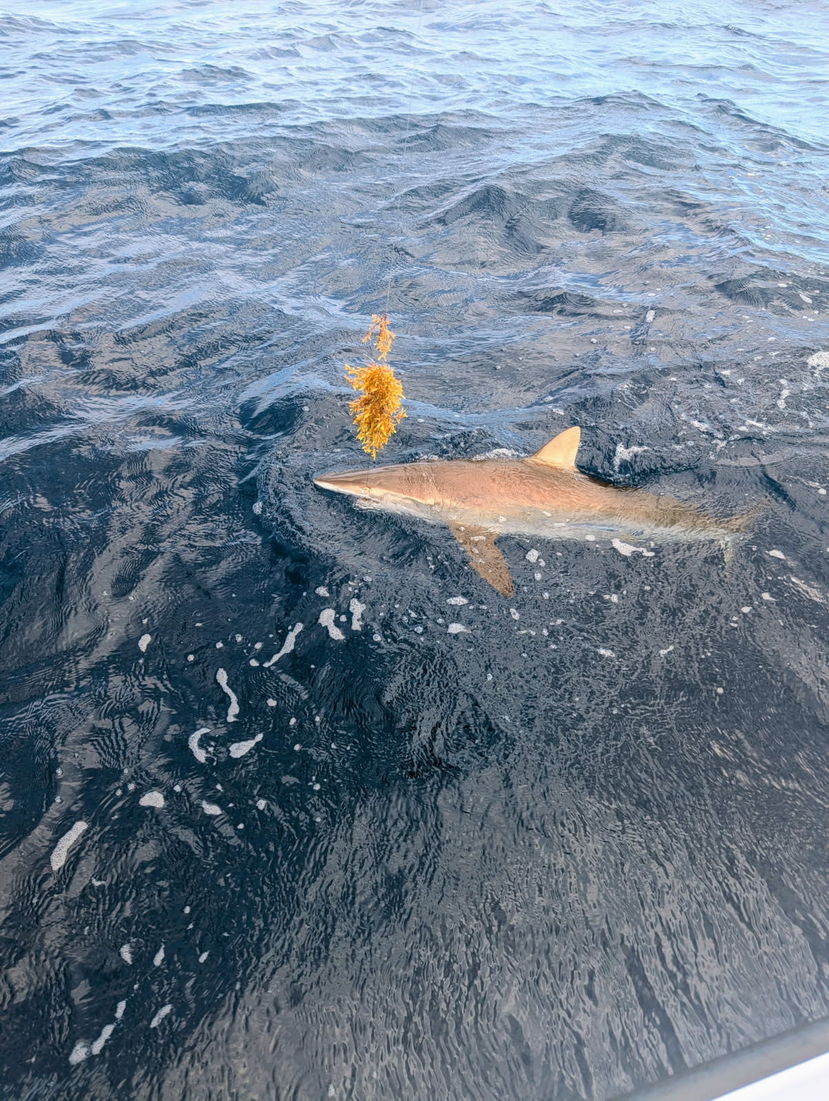 Fishing in Deerfield Beach, Florida