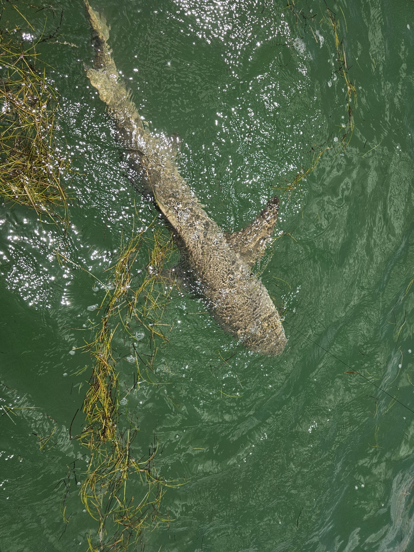 Tarpon Fishing in Port Orange, Florida