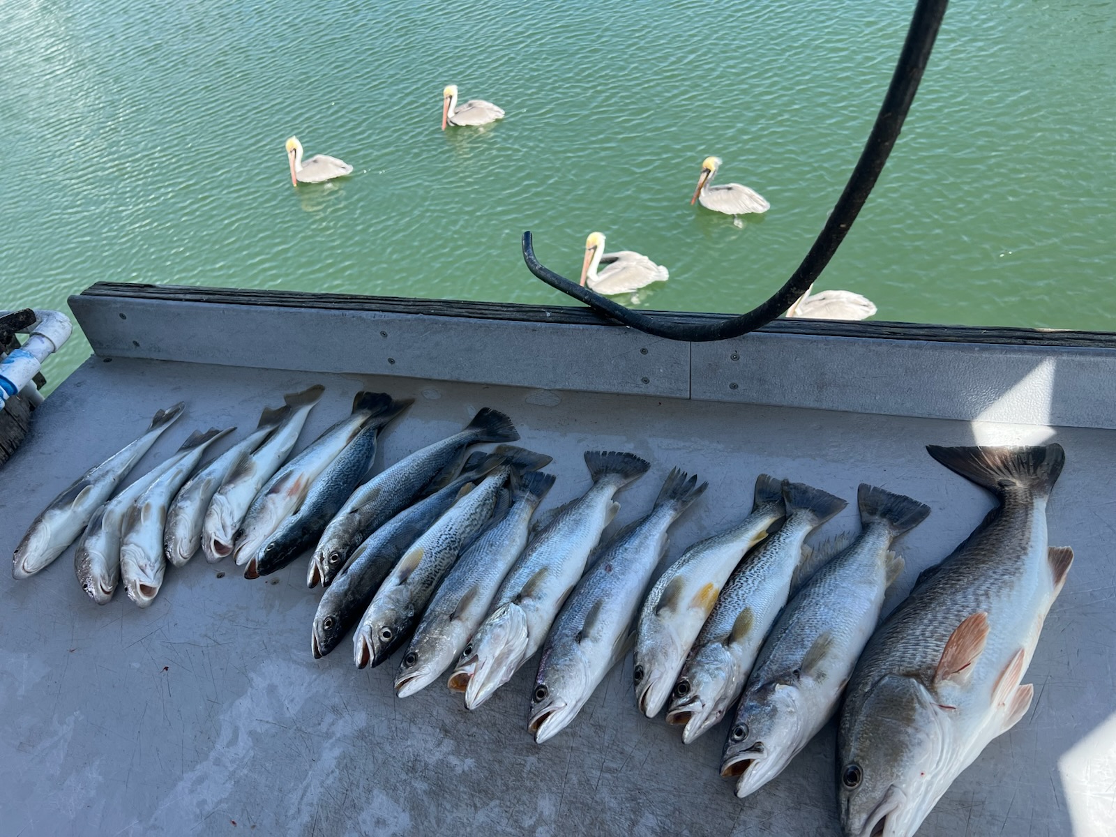 Fishing in St. Augustine, Florida