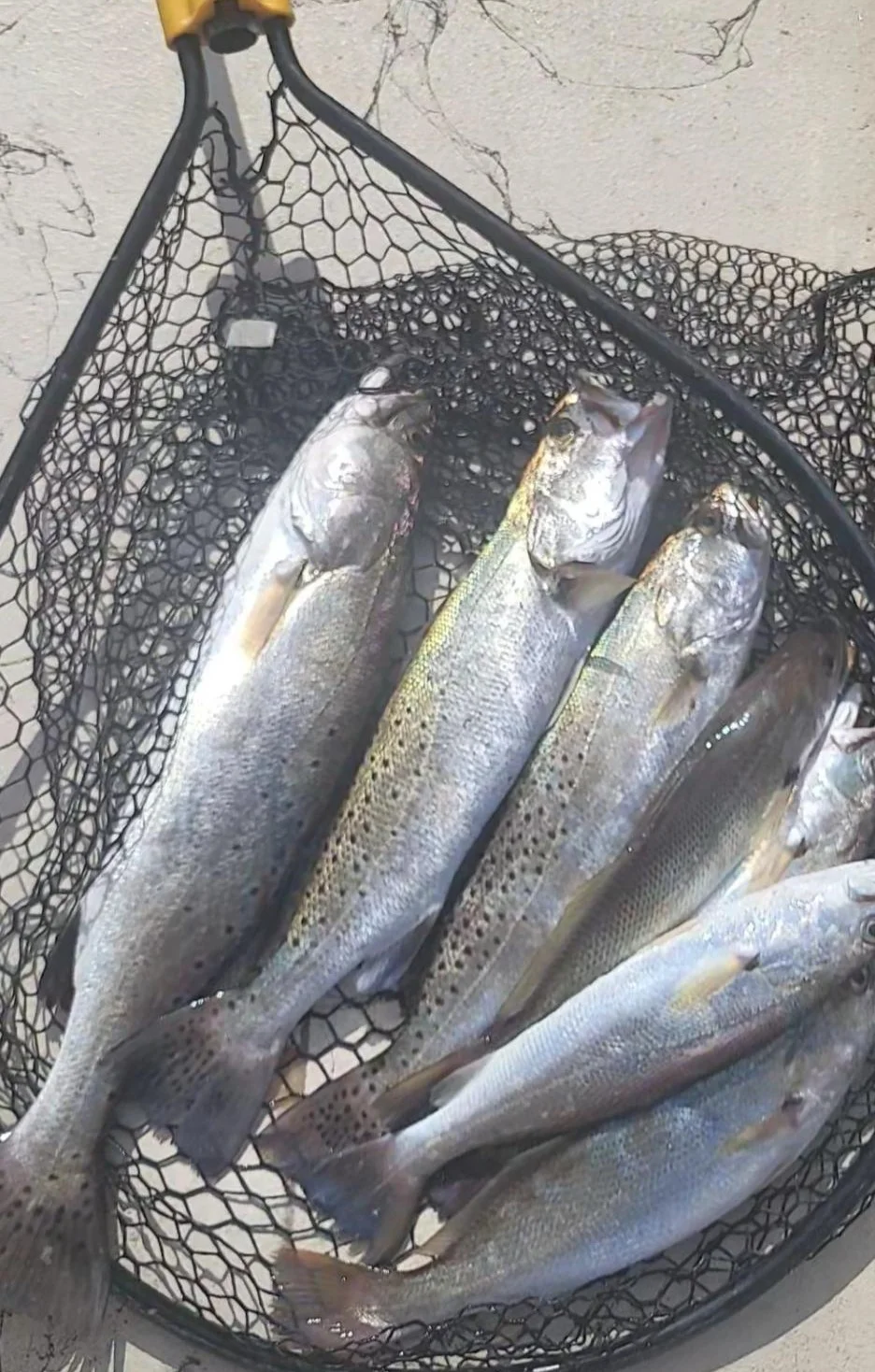Speckled Trout / Spotted Seatrout Fishing in Corpus Christi, Texas