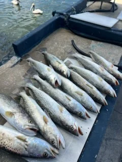 Fishing in Tarpon Springs, Florida