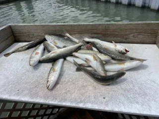 Fishing in Corpus Christi, Texas