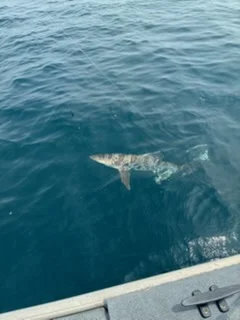 Fishing in Ventura, California