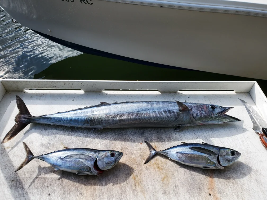 Albacore Tuna, Wahoo fishing in Pompano Beach, Florida