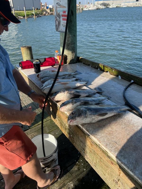 Black Drum, Redfish Fishing in Rockport, Texas