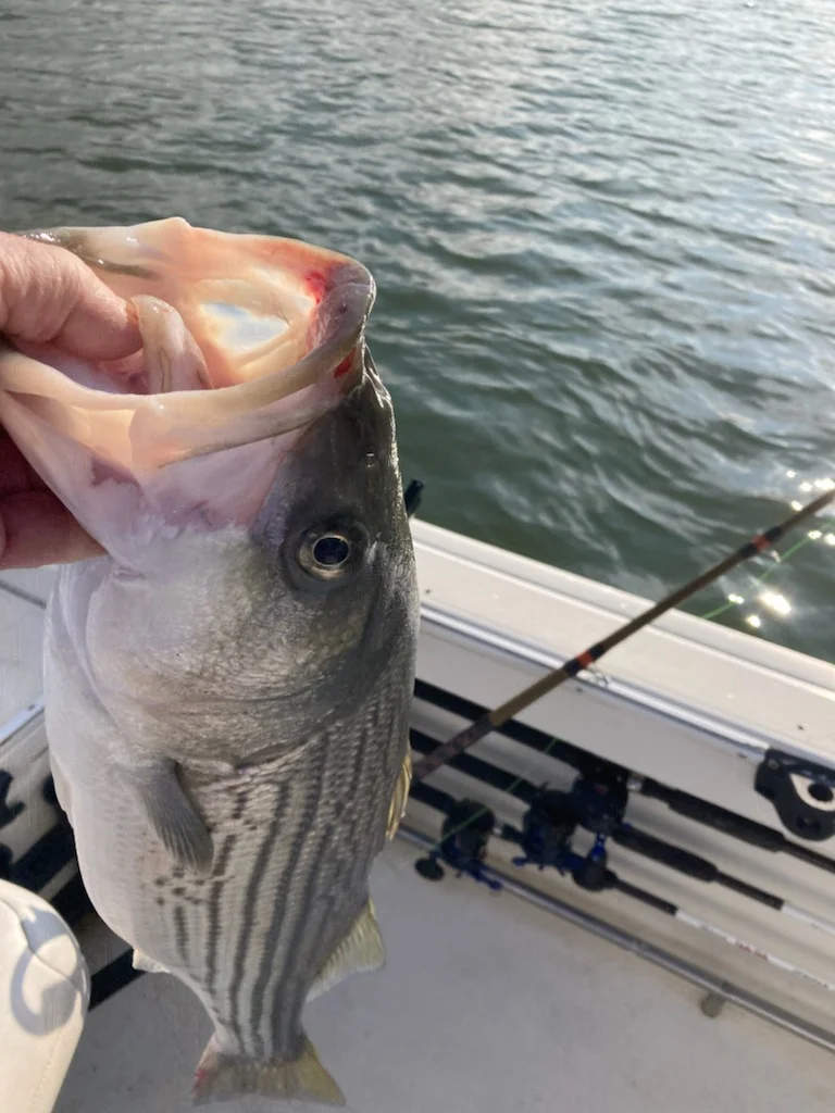 Striped Bass Fishing in Pottsboro, Texas