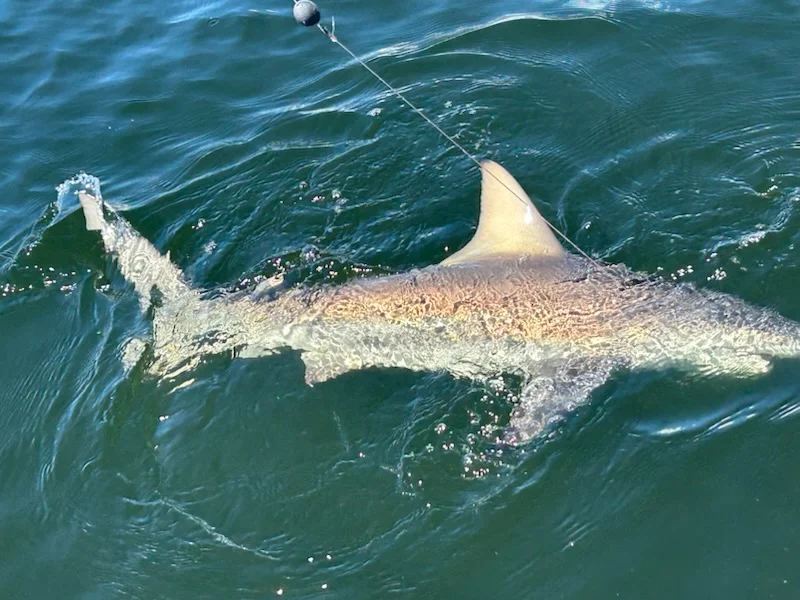 Fishing in St. Petersburg, Florida