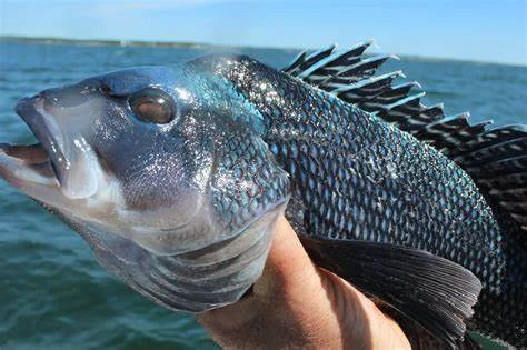 Fishing in Keyport, New Jersey