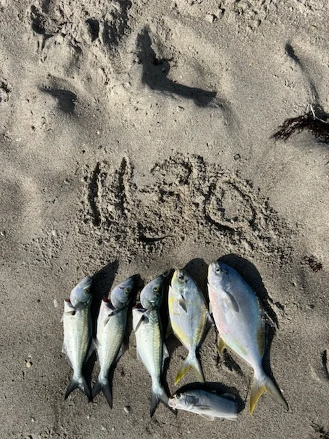 Bluefish, Florida Pompano Fishing in Melbourne Beach, Florida