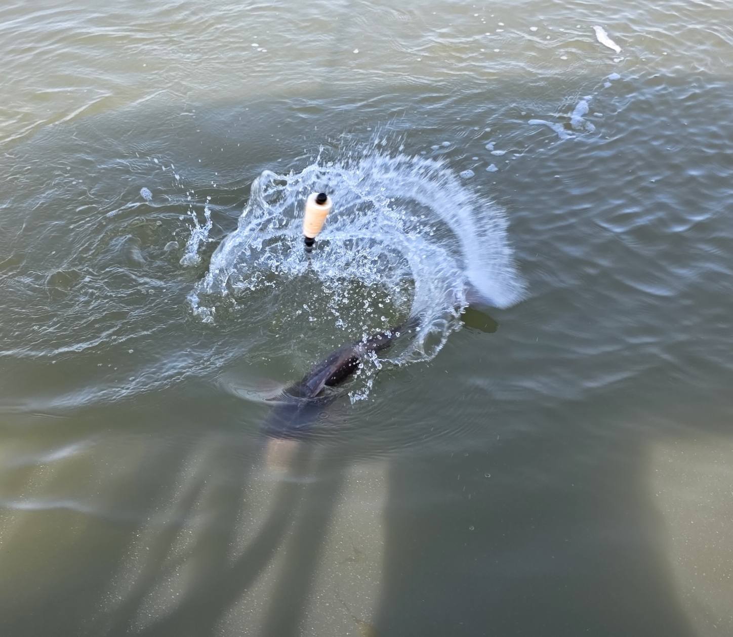 Fishing in Charleston, South Carolina