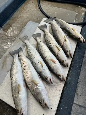 Fishing in Trinity, Florida