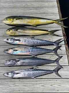 Sailfish Fishing in Pompano Beach, Florida
