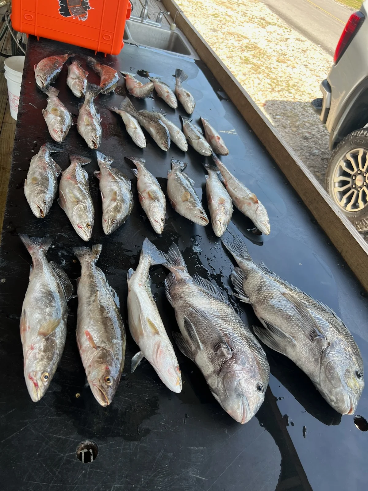 Sheepshead, Speckled Trout Fishing in Yscloskey, Louisiana