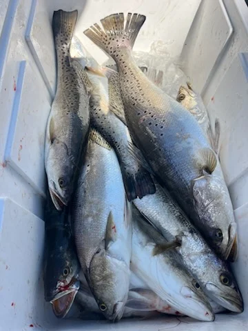 Fishing in Theodore, Alabama