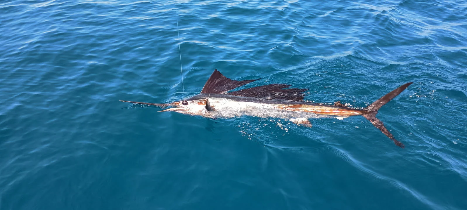 Fishing in Port Canaveral, Florida