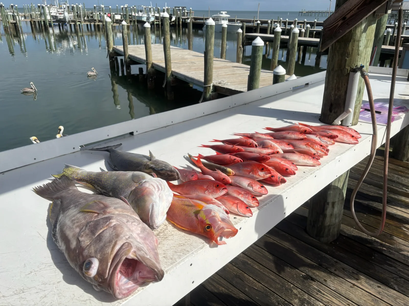 Fishing in Gulf Shores, Alabama
