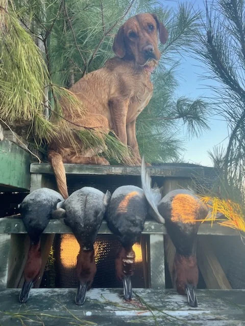 Hunting in Wanchese, North Carolina