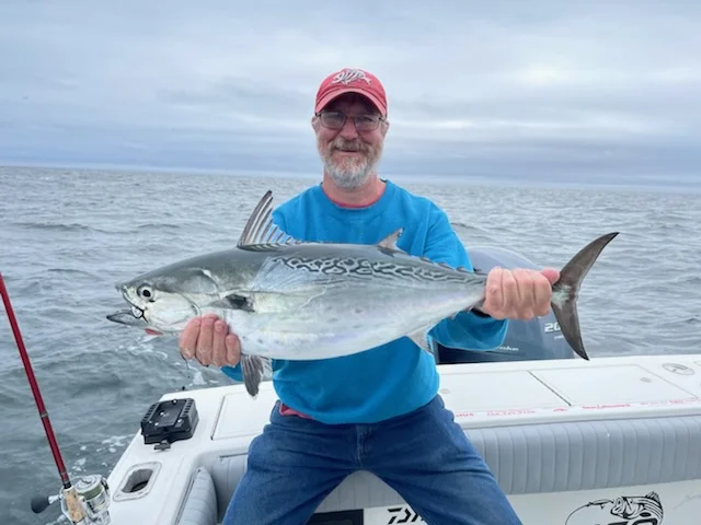 Little Tunny / False Albacore fishing in Chatham, Massachusetts