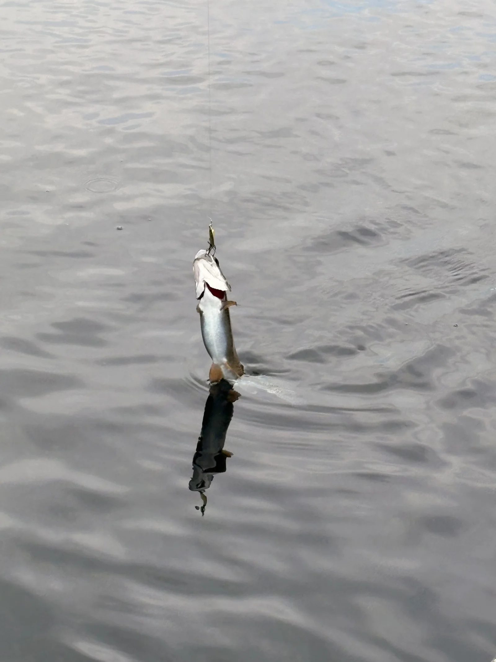 Fishing in Heber Springs, Arkansas