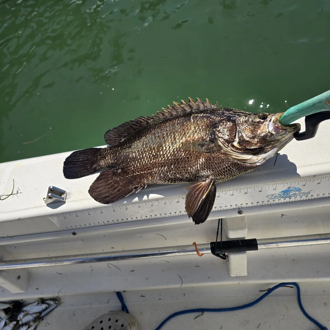 Fishing in Sarasota, Florida
