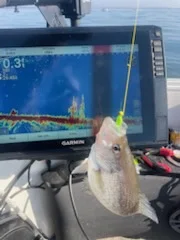 Fishing in Willis, Texas