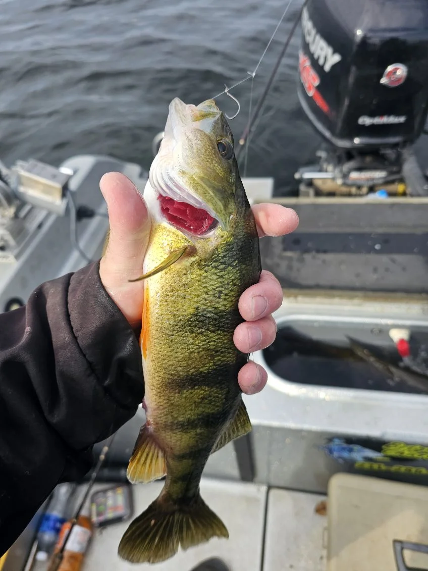 Perch Fishing in