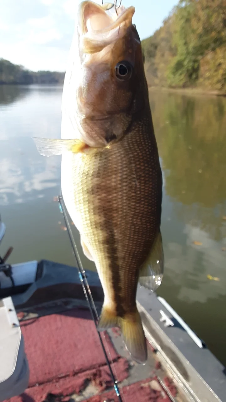 Striped Bass Fishing in Holmes Beach, Florida