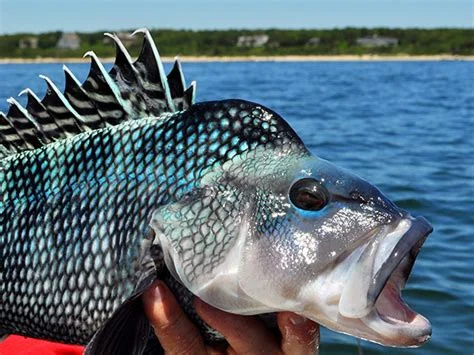 Fishing in Keyport, New Jersey
