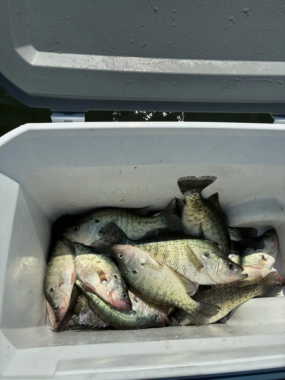 Fishing in Scroggins, Texas