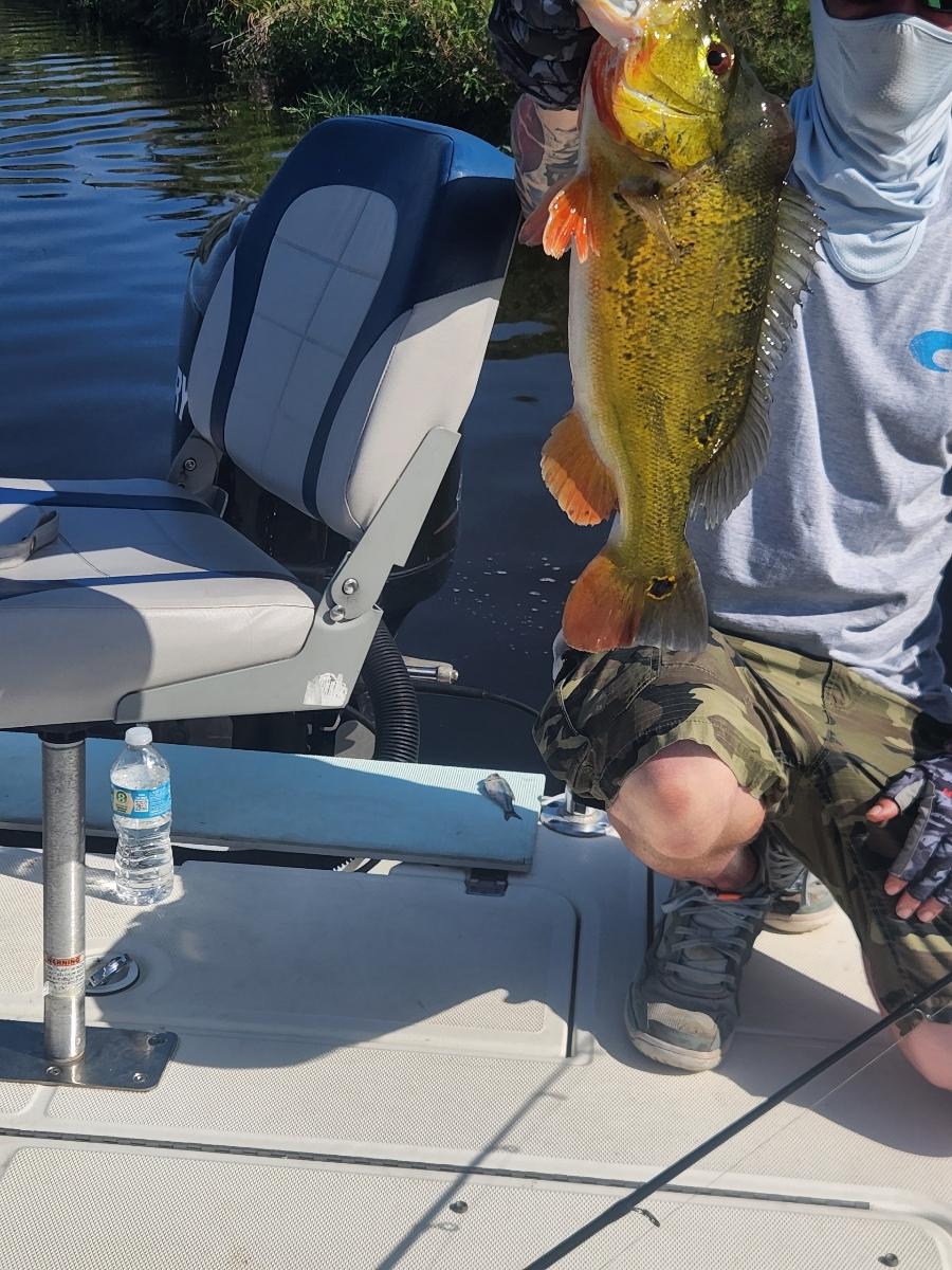 Peacock Bass Fishing in Wellington, Florida
