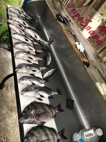 Black Drum, Speckled Trout / Spotted Seatrout Fishing in Biloxi, Mississippi