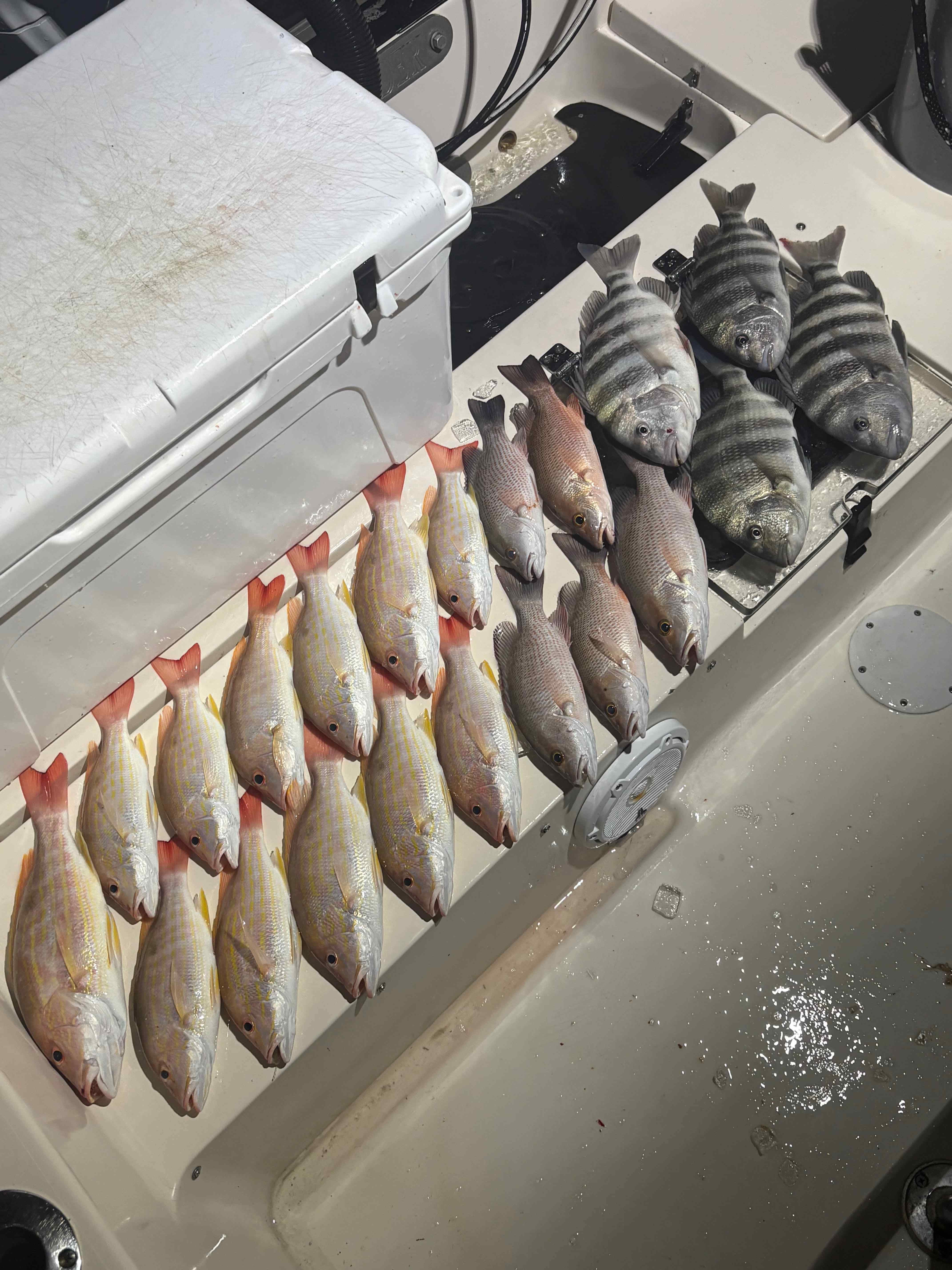 Fishing in Sarasota, Florida