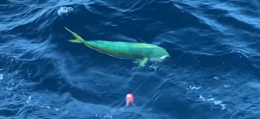 Fishing in Freeport, Texas