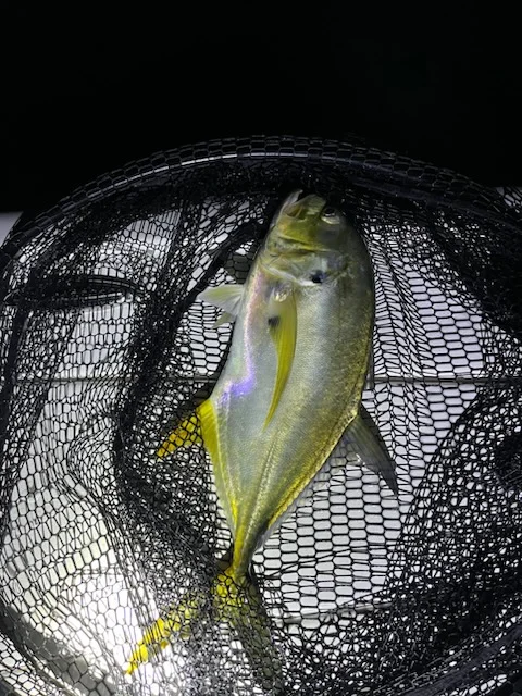 False Albacore Fishing in Jupiter, Florida
