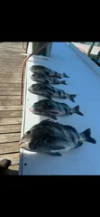 Fishing in Gulf Shores, Alabama
