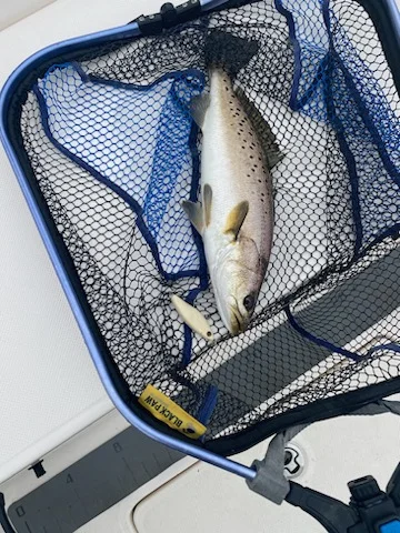 Speckled Trout / Spotted Seatrout Fishing in Jacksonville Beach, Florida