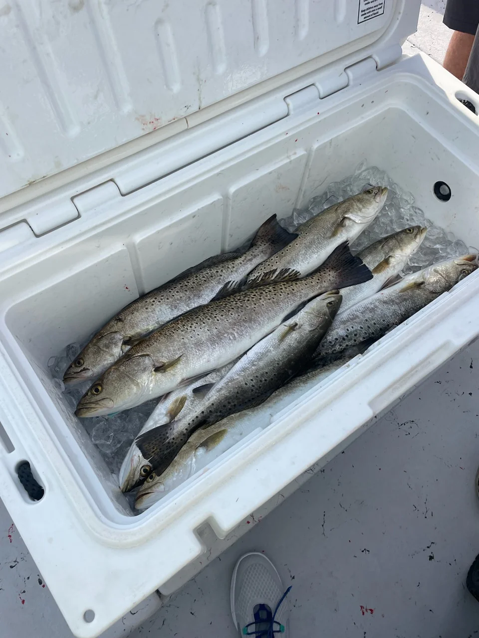 Fishing in Pensacola, Florida
