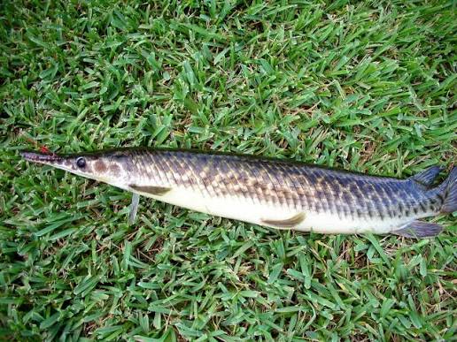 Fishing in Pembroke Pines, Florida