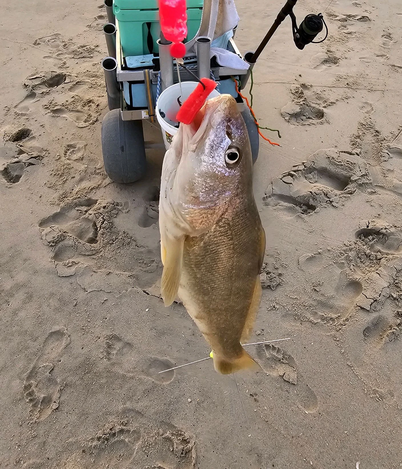 Weakfish Fishing in Stone Harbor, New Jersey